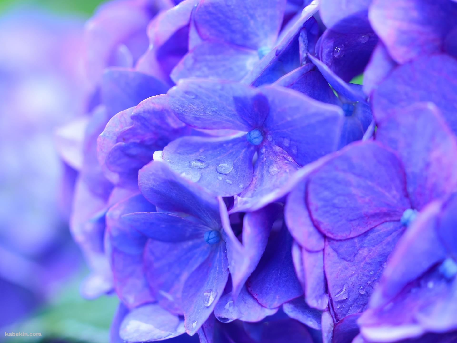 綺麗な青紫のアジサイの花の壁紙(1920px x 1440px) 高画質 PC・デスクトップ用