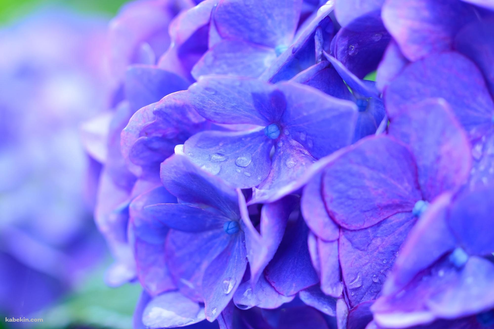 綺麗な青紫のアジサイの花の壁紙(2000px x 1333px) 高画質 PC・デスクトップ用