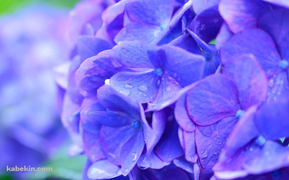 綺麗な青紫のアジサイの花の壁紙(960px x 600px) 高画質 PC・デスクトップ用