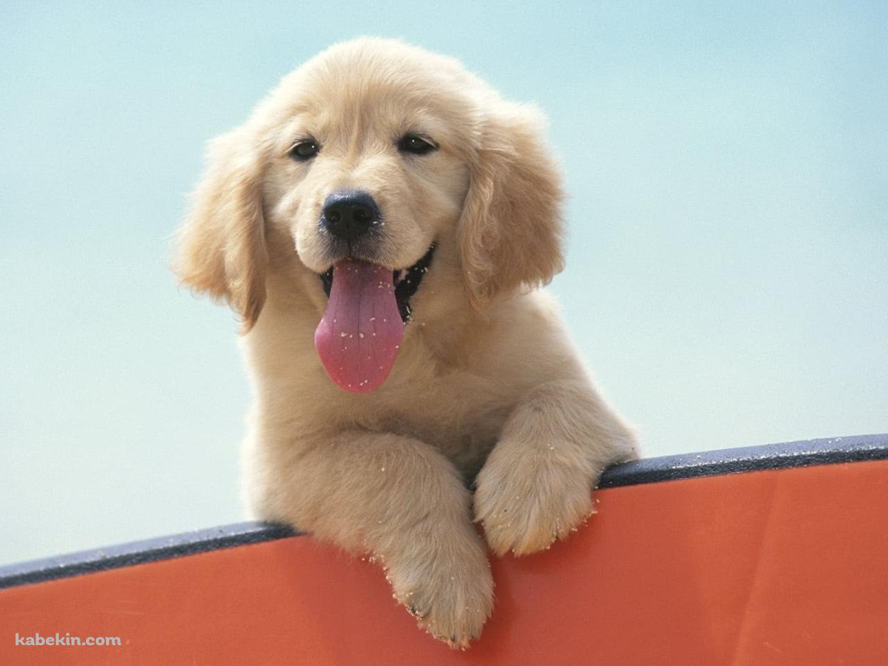 かわいいゴールデンレトリバーの子犬の壁紙(1280px x 960px) 高画質 PC・デスクトップ用