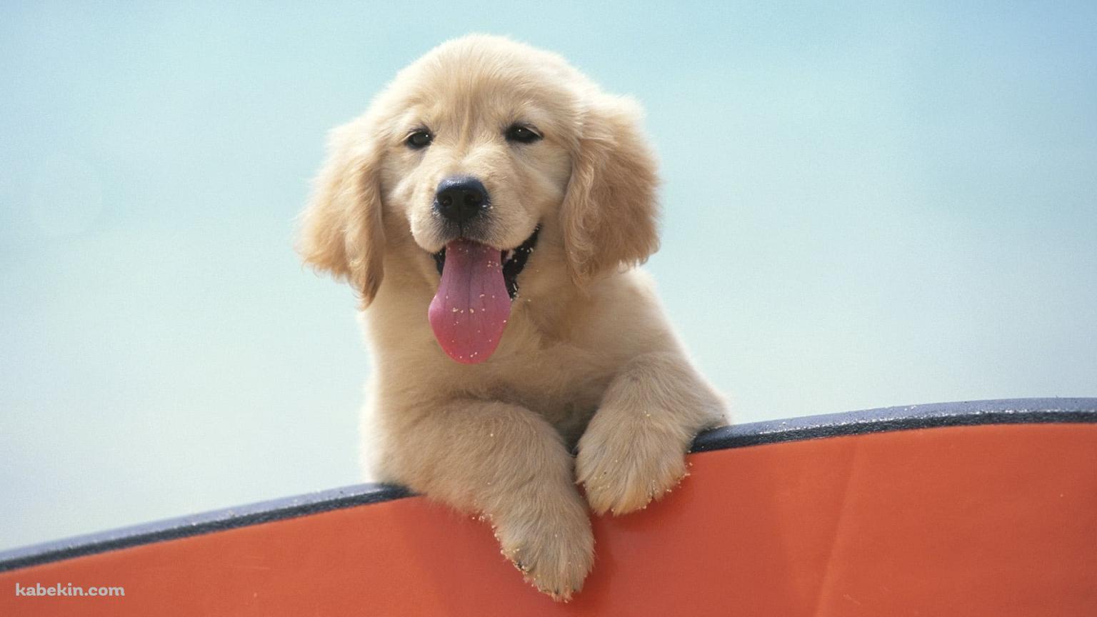 かわいいゴールデンレトリバーの子犬の壁紙(1536px x 864px) 高画質 PC・デスクトップ用