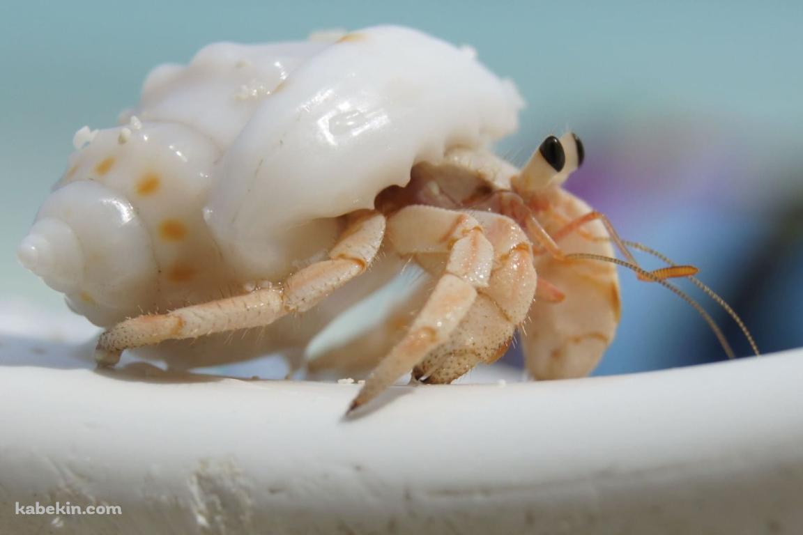 かわいいヤドカリの壁紙(1152px x 768px) 高画質 PC・デスクトップ用