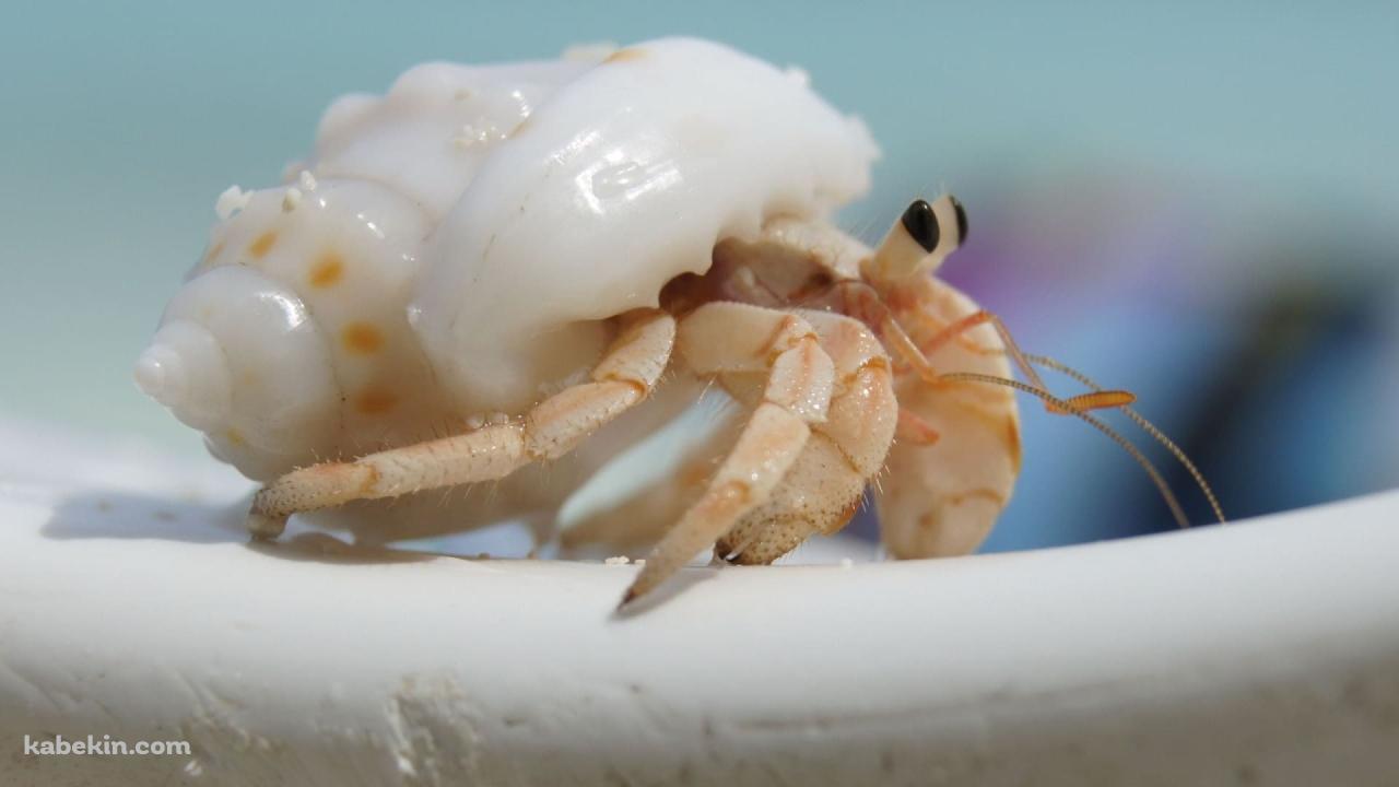 かわいいヤドカリの壁紙(1280px x 720px) 高画質 PC・デスクトップ用