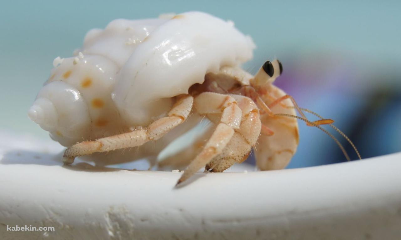 かわいいヤドカリの壁紙(1280px x 768px) 高画質 PC・デスクトップ用