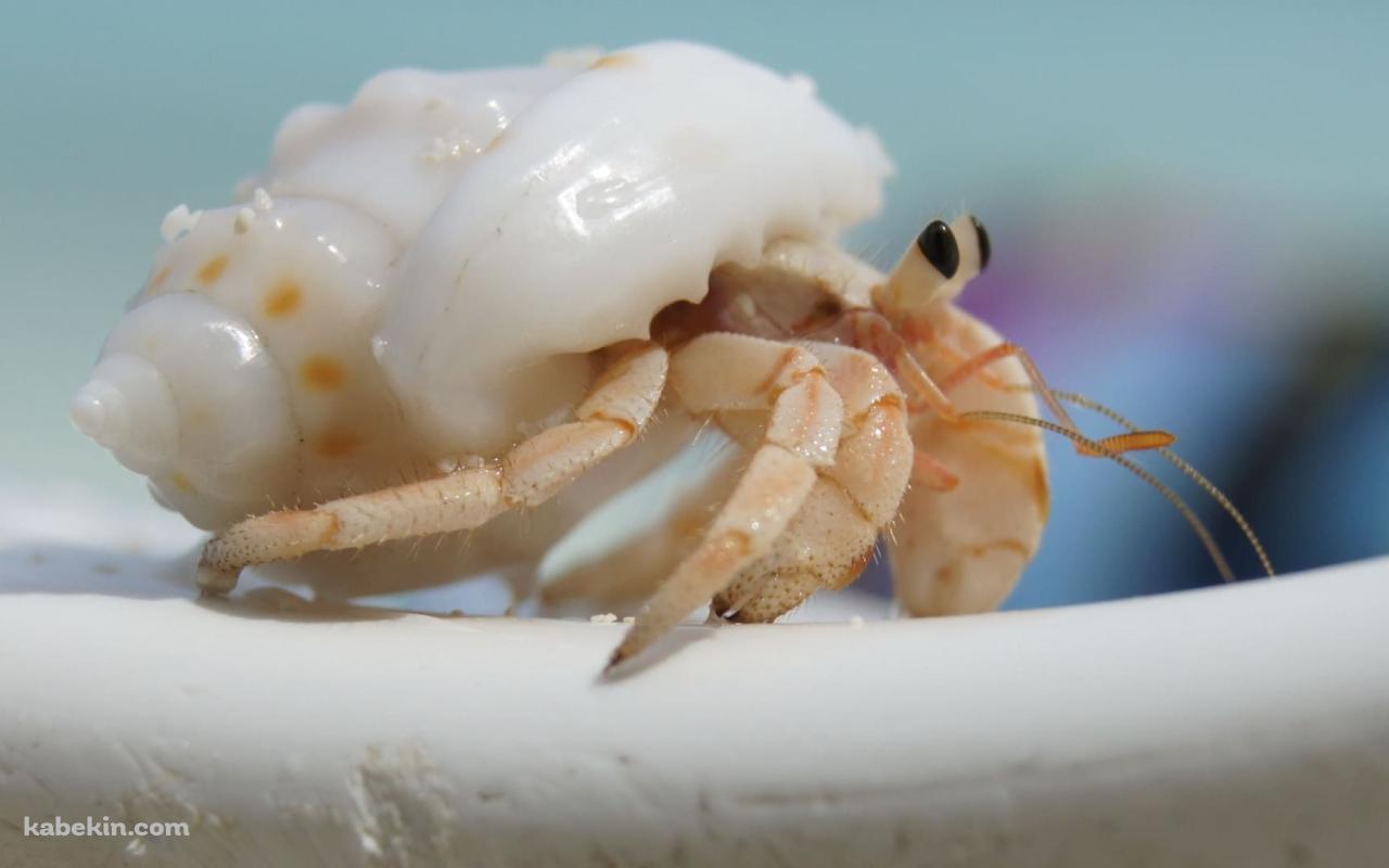 かわいいヤドカリの壁紙(1280px x 800px) 高画質 PC・デスクトップ用