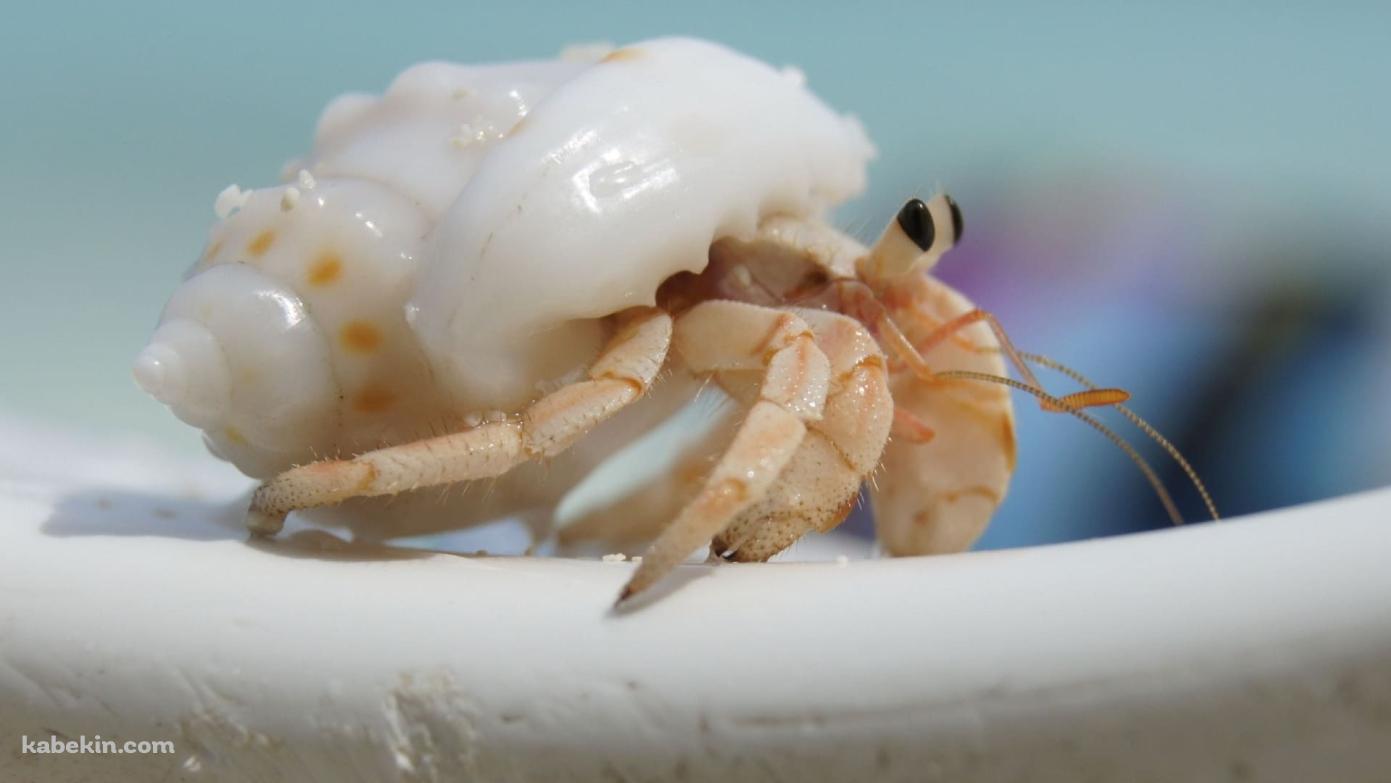 かわいいヤドカリの壁紙(1391px x 783px) 高画質 PC・デスクトップ用