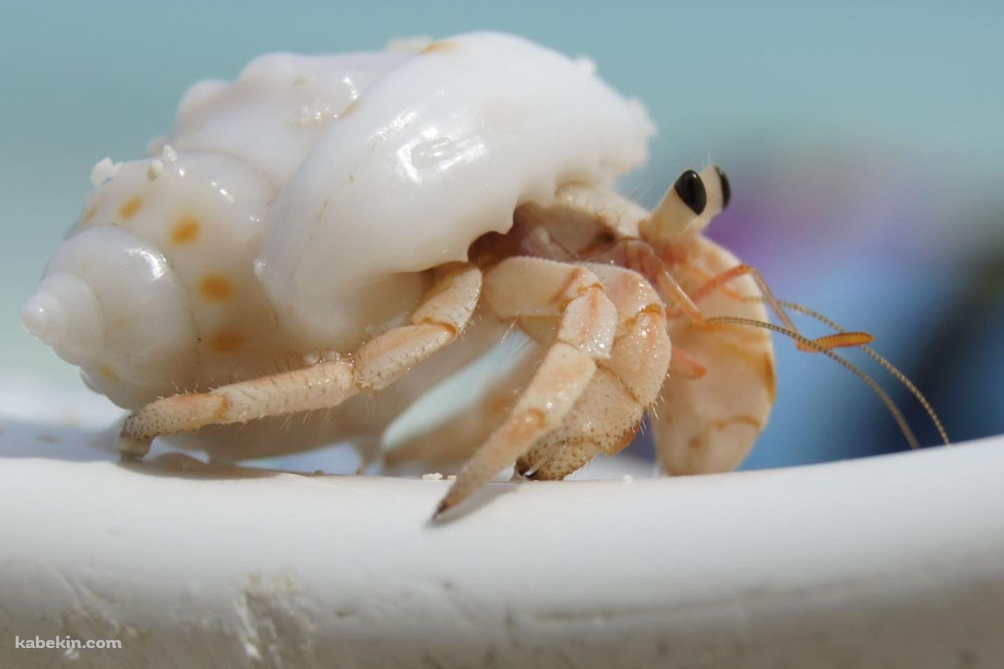 かわいいヤドカリの壁紙(1440px x 960px) 高画質 PC・デスクトップ用