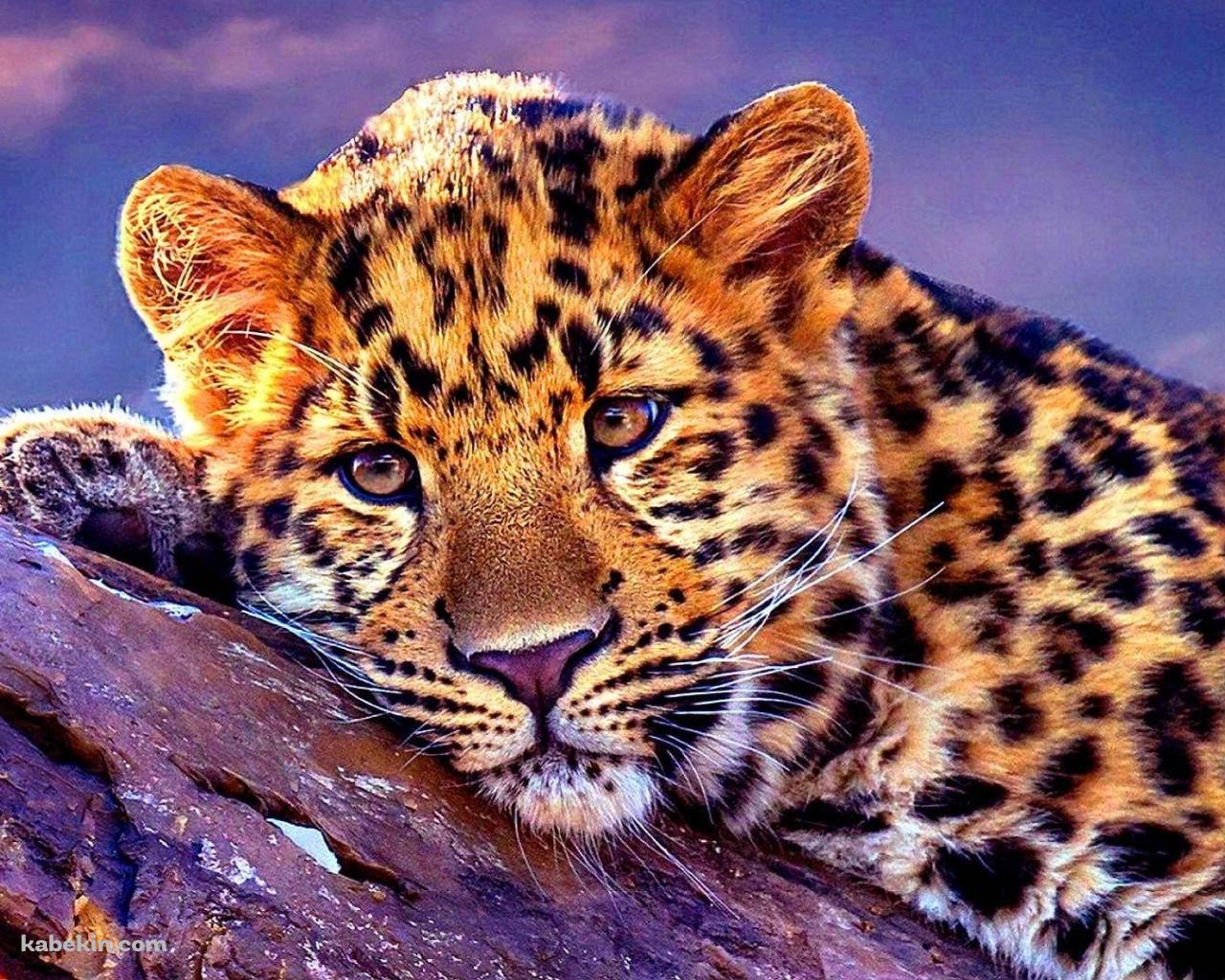 木の上でくつろぐ豹の壁紙(1280px x 1024px) 高画質 PC・デスクトップ用