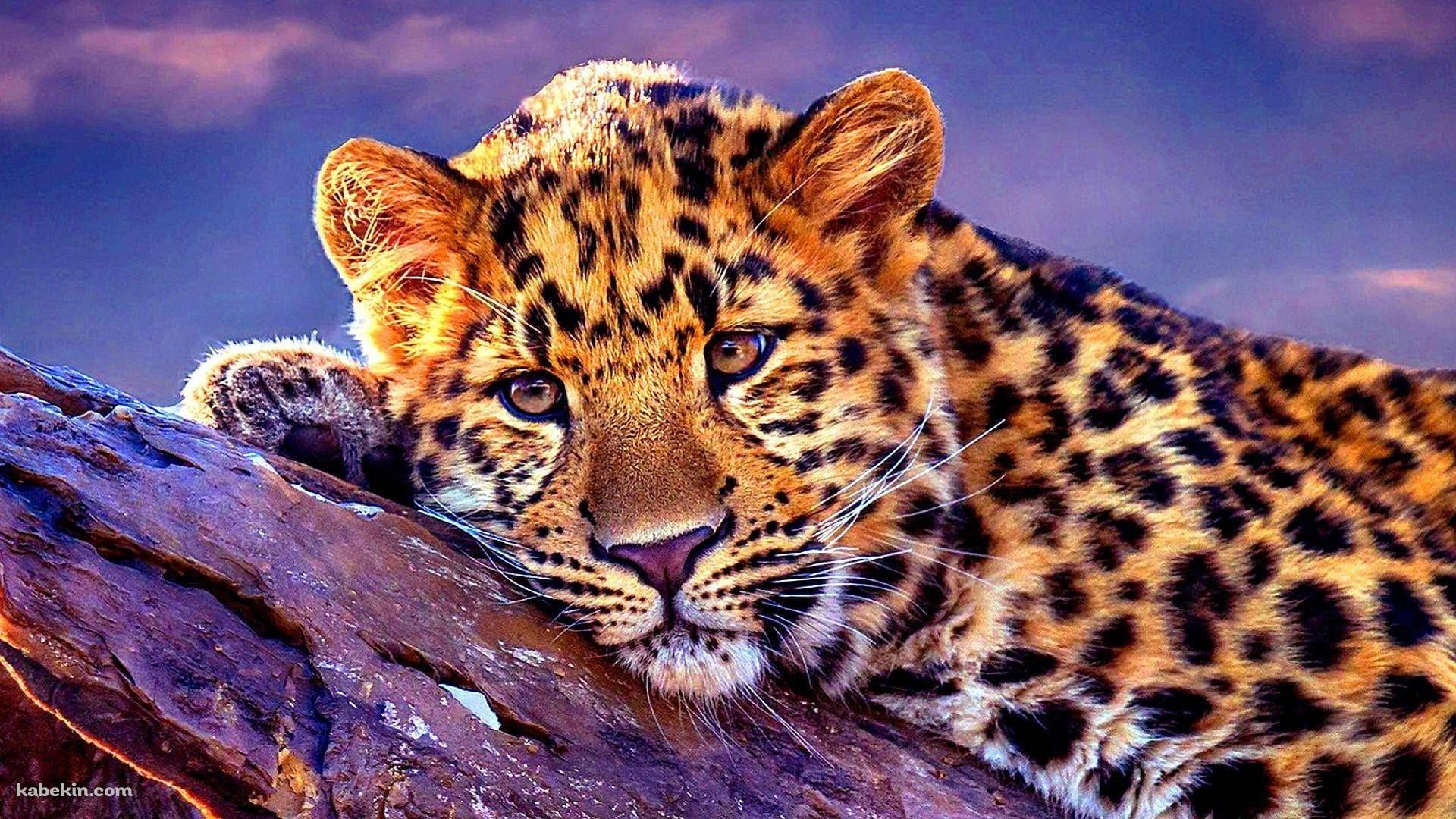 木の上でくつろぐ豹の壁紙(1920px x 1080px) 高画質 PC・デスクトップ用