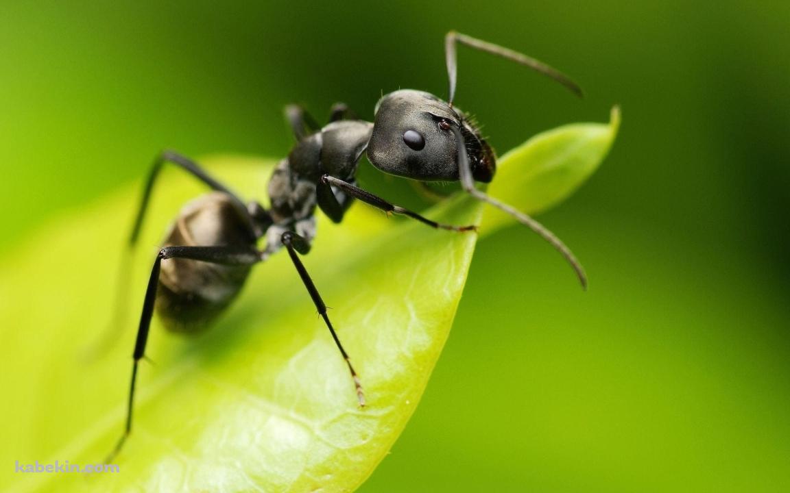 葉っぱの上の蟻 接写の壁紙(1152px x 720px) 高画質 PC・デスクトップ用