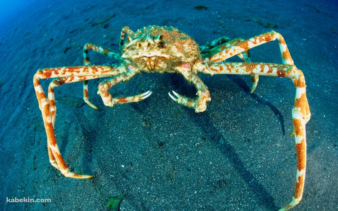 タカアシガニの壁紙(1152px x 720px) 高画質 PC・デスクトップ用