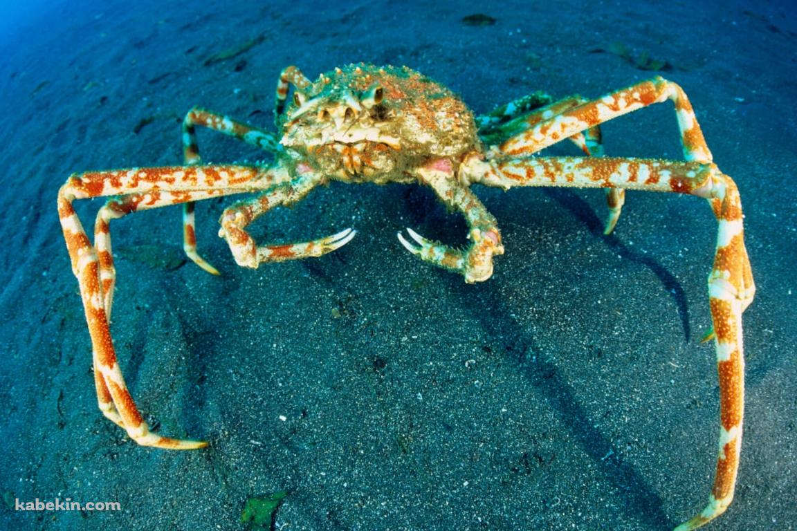 タカアシガニの壁紙(1152px x 768px) 高画質 PC・デスクトップ用
