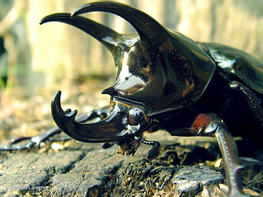 ジャワコーカサスオオカブト / カブトムシの壁紙(1024px x 768px) 高画質 PC・デスクトップ用