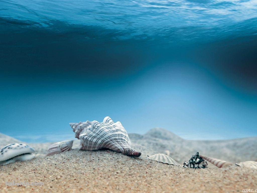 海底 巻貝 ホラガイの壁紙(1024px x 768px) 高画質 PC・デスクトップ用