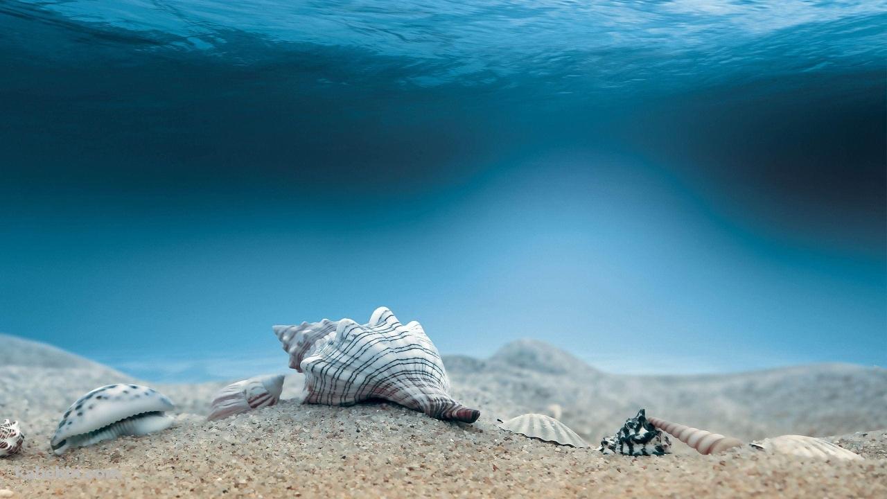 海底 巻貝 ホラガイの壁紙(1280px x 720px) 高画質 PC・デスクトップ用
