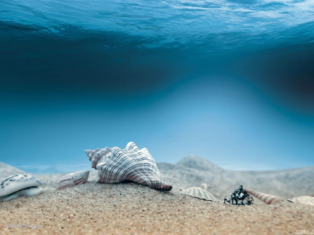海底 巻貝 ホラガイの壁紙(1280px x 960px) 高画質 PC・デスクトップ用