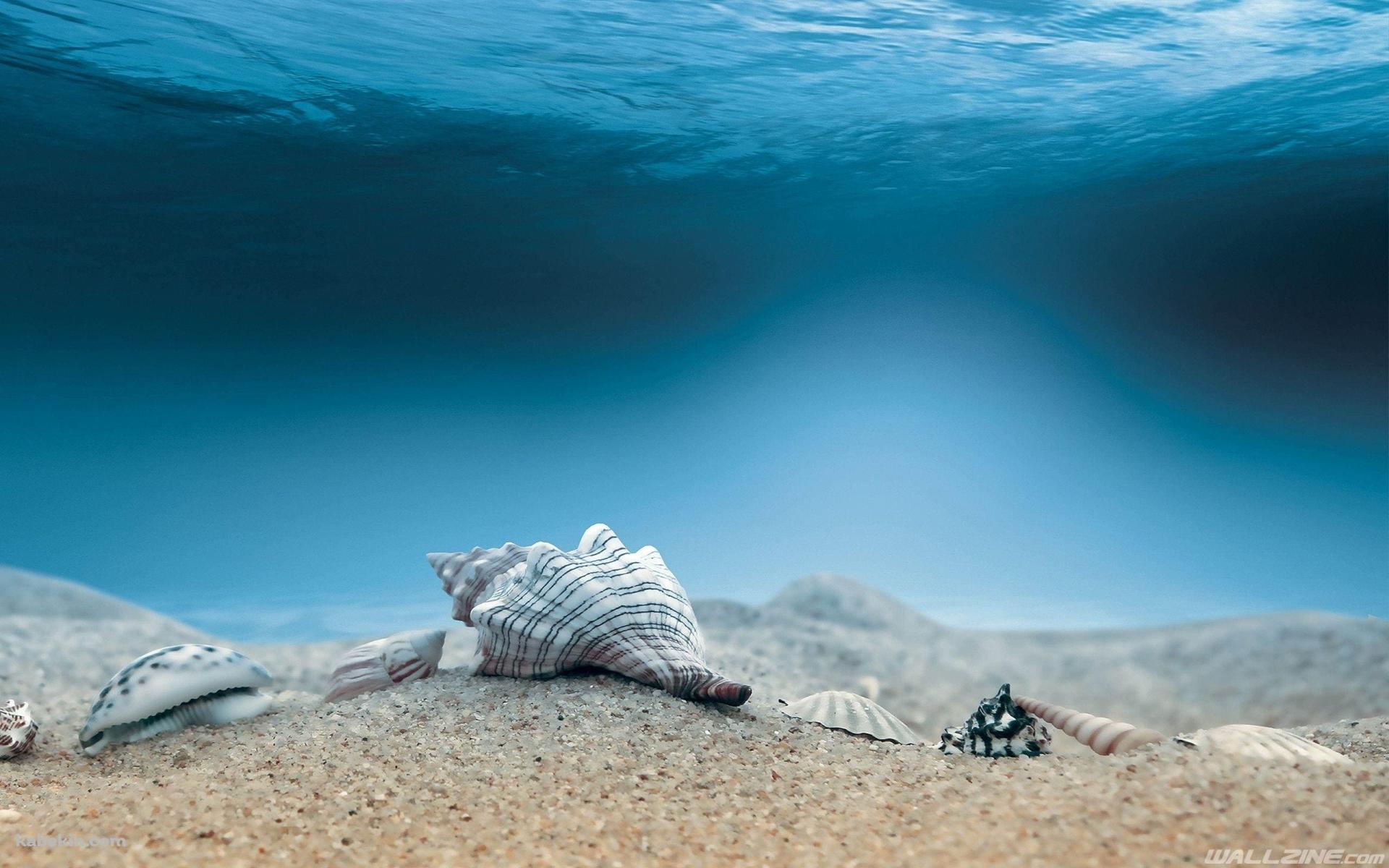 海底 巻貝 ホラガイの壁紙(1920px x 1200px) 高画質 PC・デスクトップ用