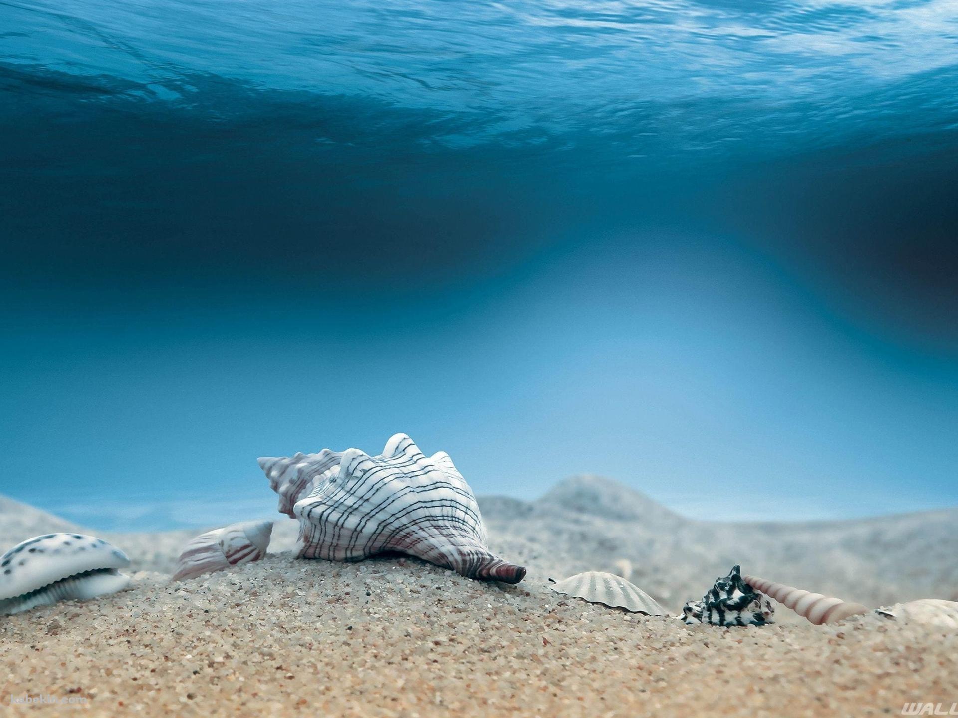 海底 巻貝 ホラガイの壁紙(1920px x 1440px) 高画質 PC・デスクトップ用