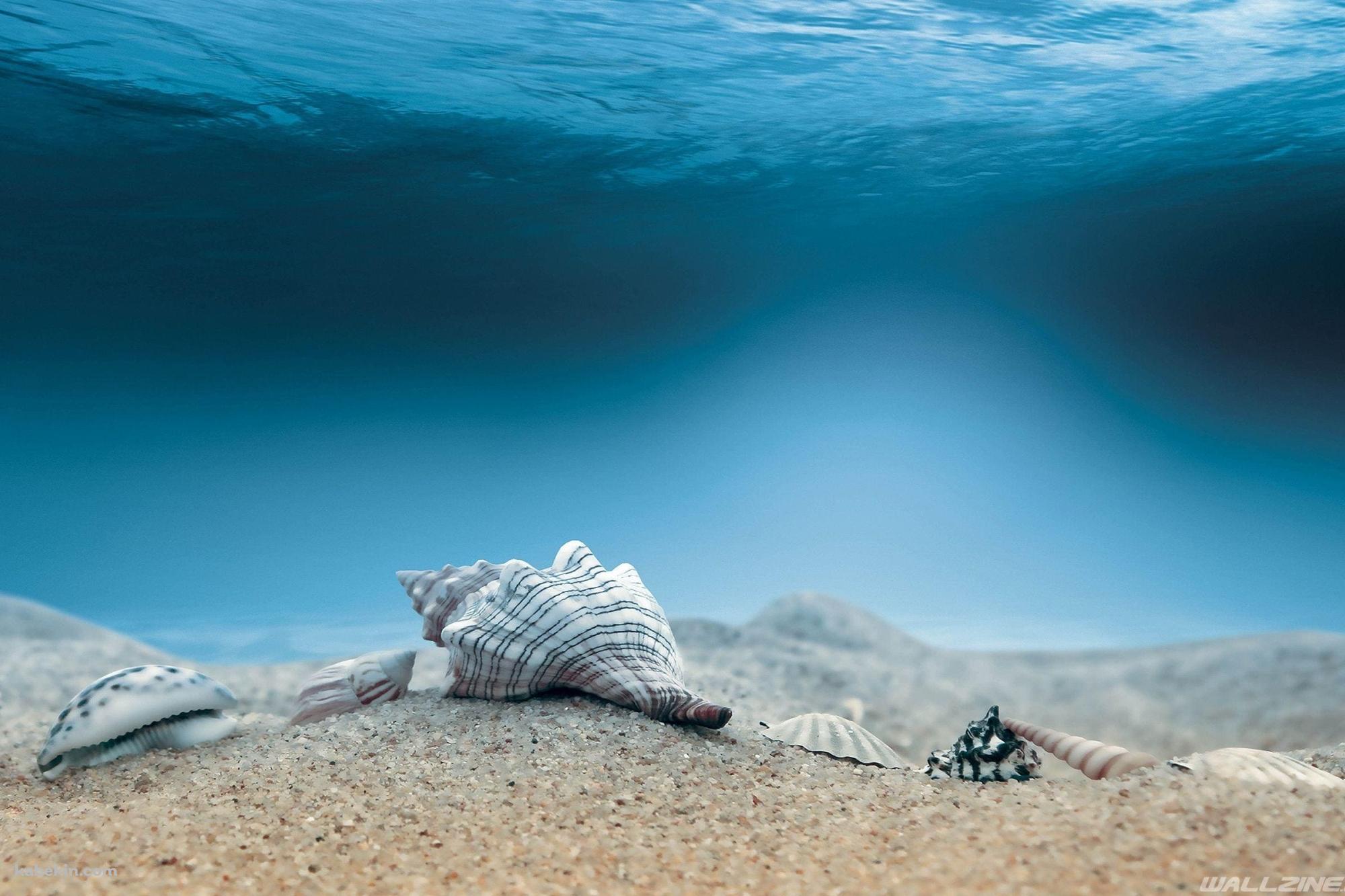 海底 巻貝 ホラガイの壁紙(2000px x 1333px) 高画質 PC・デスクトップ用