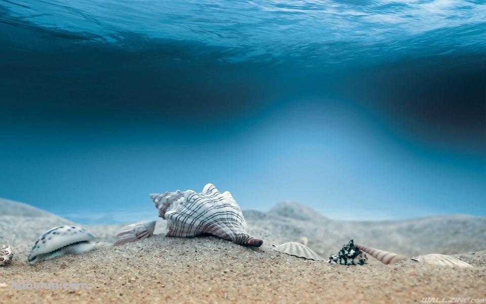 海底 巻貝 ホラガイの壁紙(960px x 600px) 高画質 PC・デスクトップ用