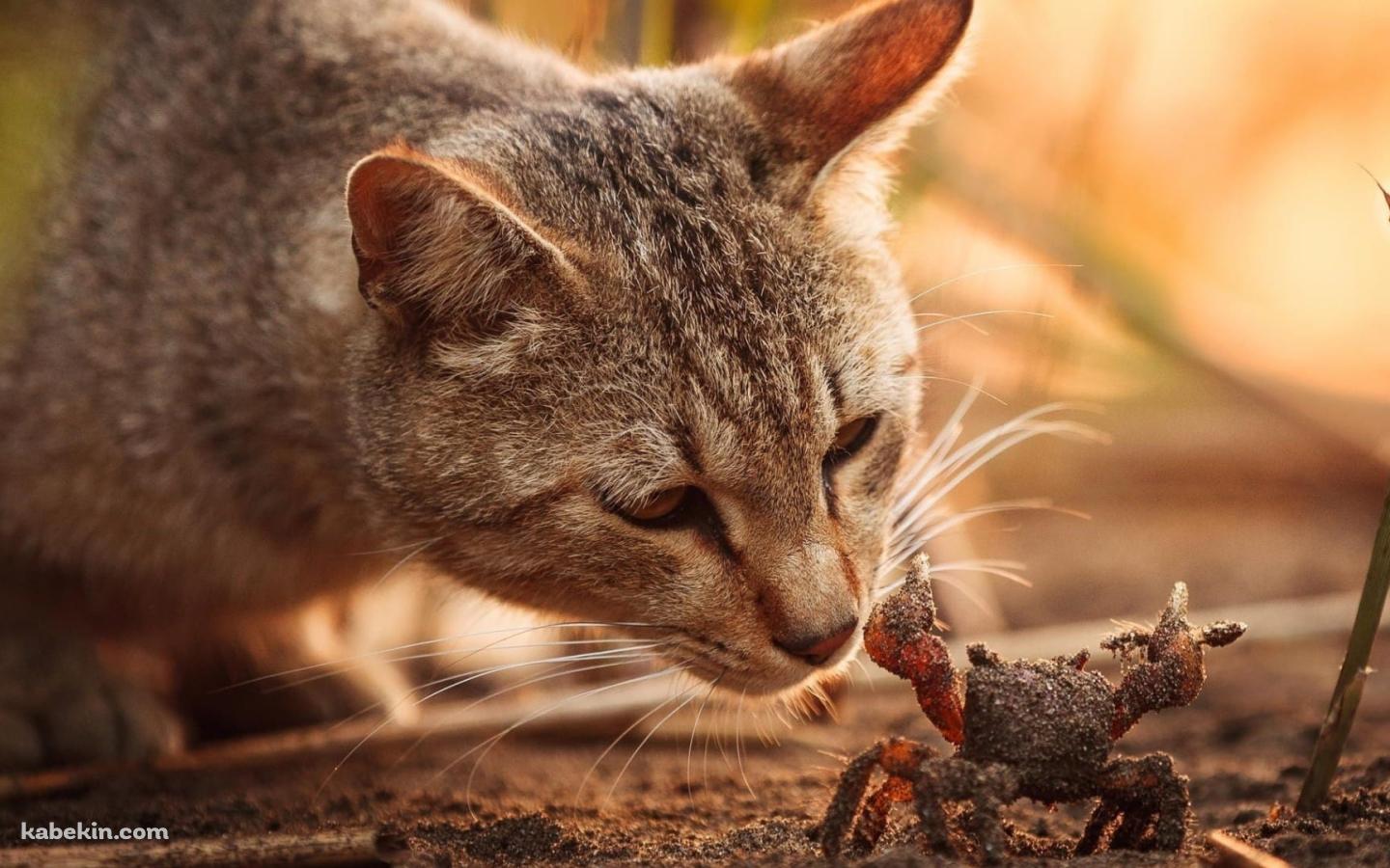 猫 VS 蟹の壁紙(1440px x 900px) 高画質 PC・デスクトップ用