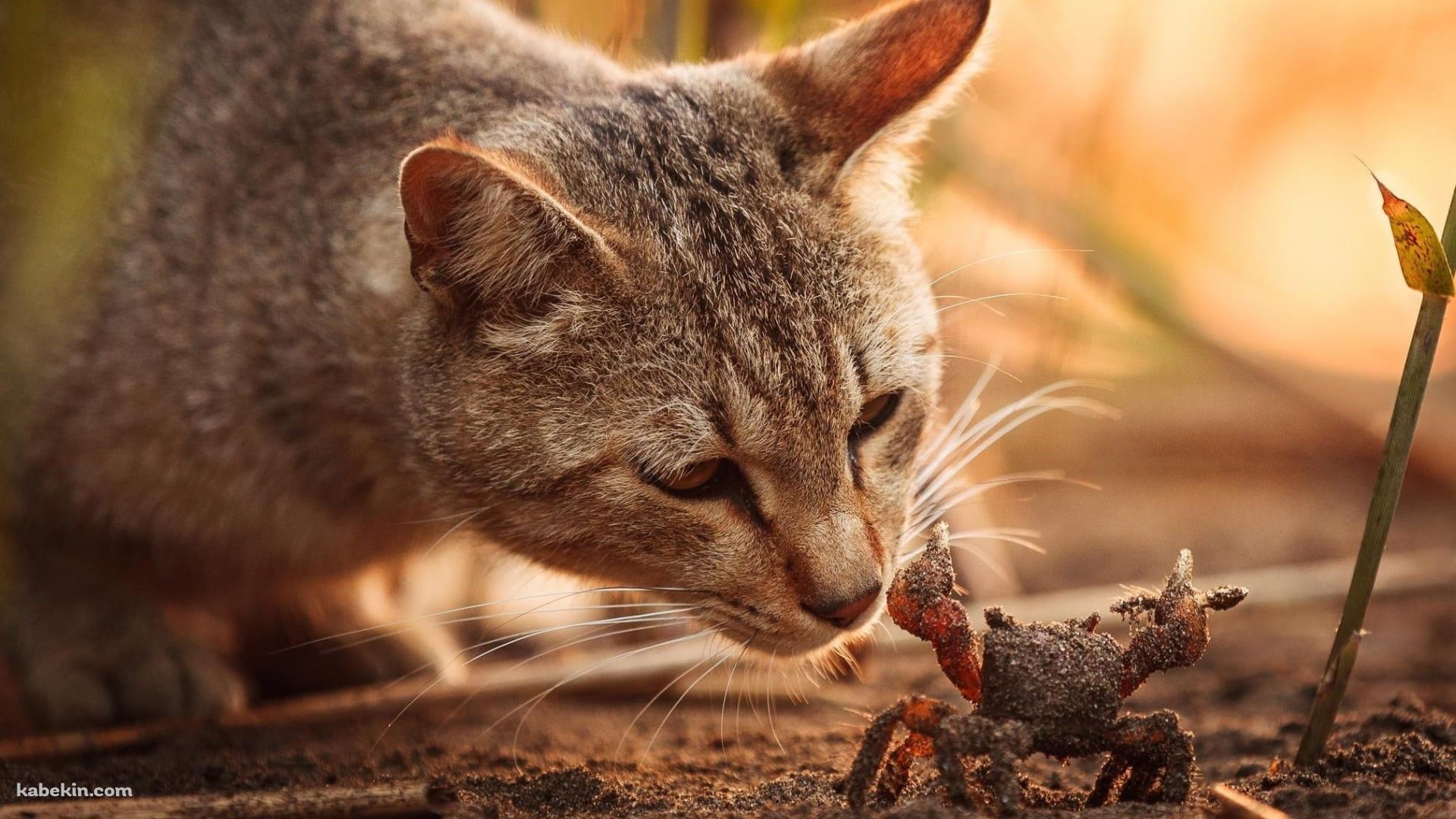 猫 VS 蟹の壁紙(1920px x 1080px) 高画質 PC・デスクトップ用