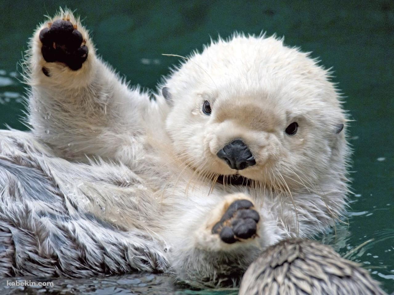 かわいいラッコの赤ちゃんの壁紙(1280px x 960px) 高画質 PC・デスクトップ用
