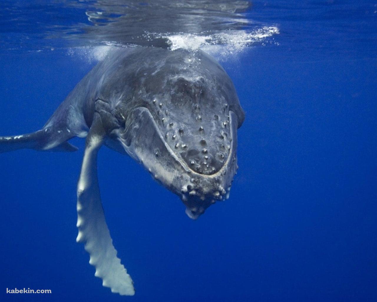 ザトウクジラ 座頭鯨の壁紙(1280px x 1024px) 高画質 PC・デスクトップ用