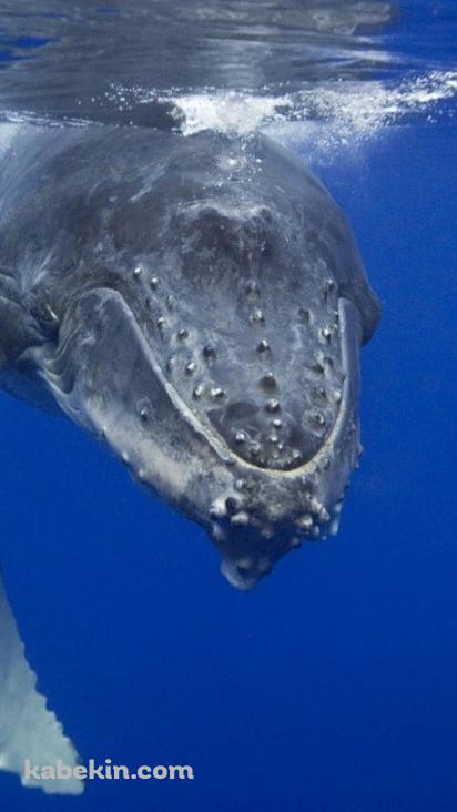 ザトウクジラ 座頭鯨の壁紙(412px x 732px) 高画質 PC・デスクトップ用