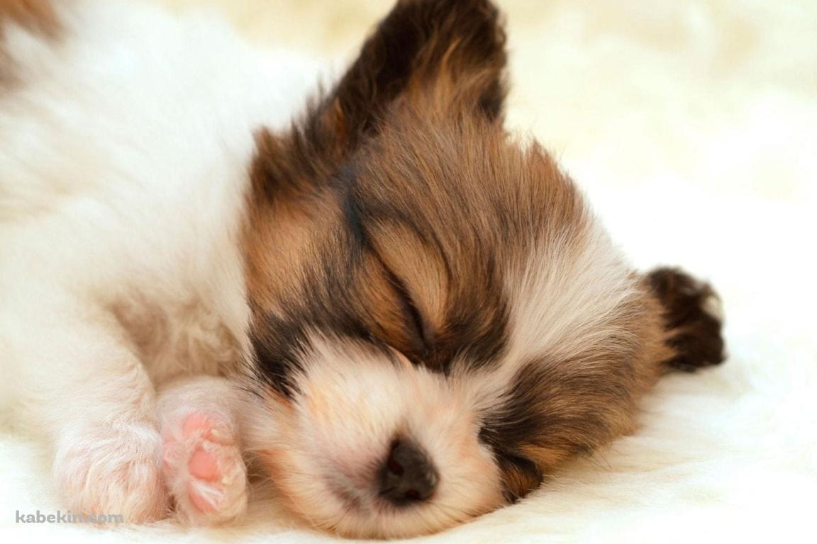かわいいパピヨン 子犬の壁紙(1152px x 768px) 高画質 PC・デスクトップ用