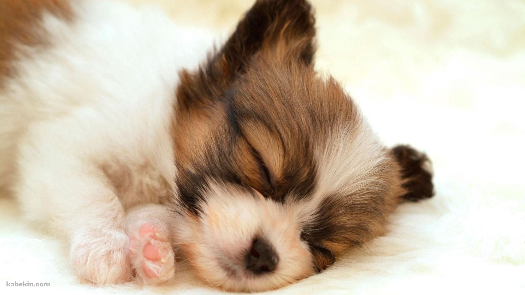 かわいいパピヨン 子犬の壁紙(1829px x 1029px) 高画質 PC・デスクトップ用
