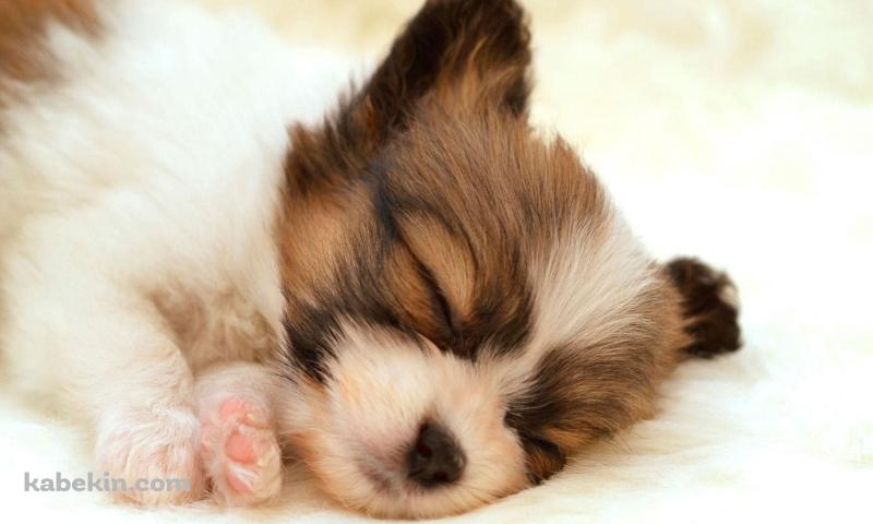 かわいいパピヨン 子犬の壁紙(800px x 480px) 高画質 PC・デスクトップ用