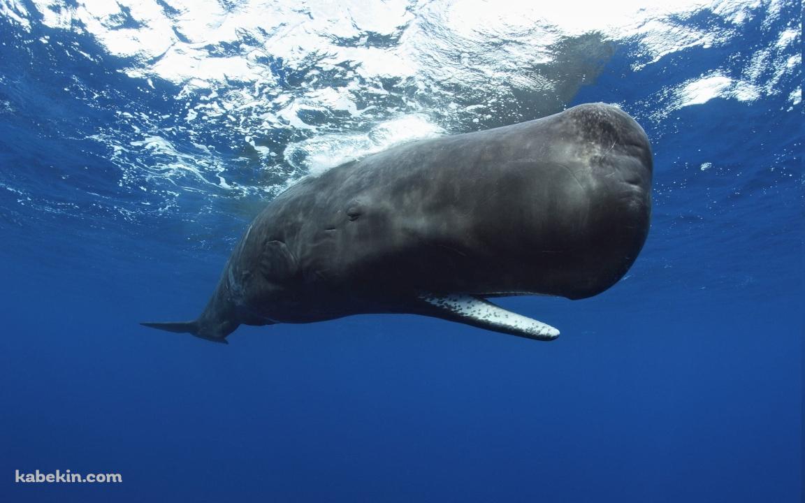 マッコウクジラの壁紙(1152px x 720px) 高画質 PC・デスクトップ用