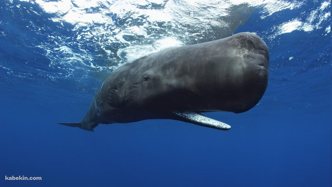 マッコウクジラの壁紙(1391px x 783px) 高画質 PC・デスクトップ用
