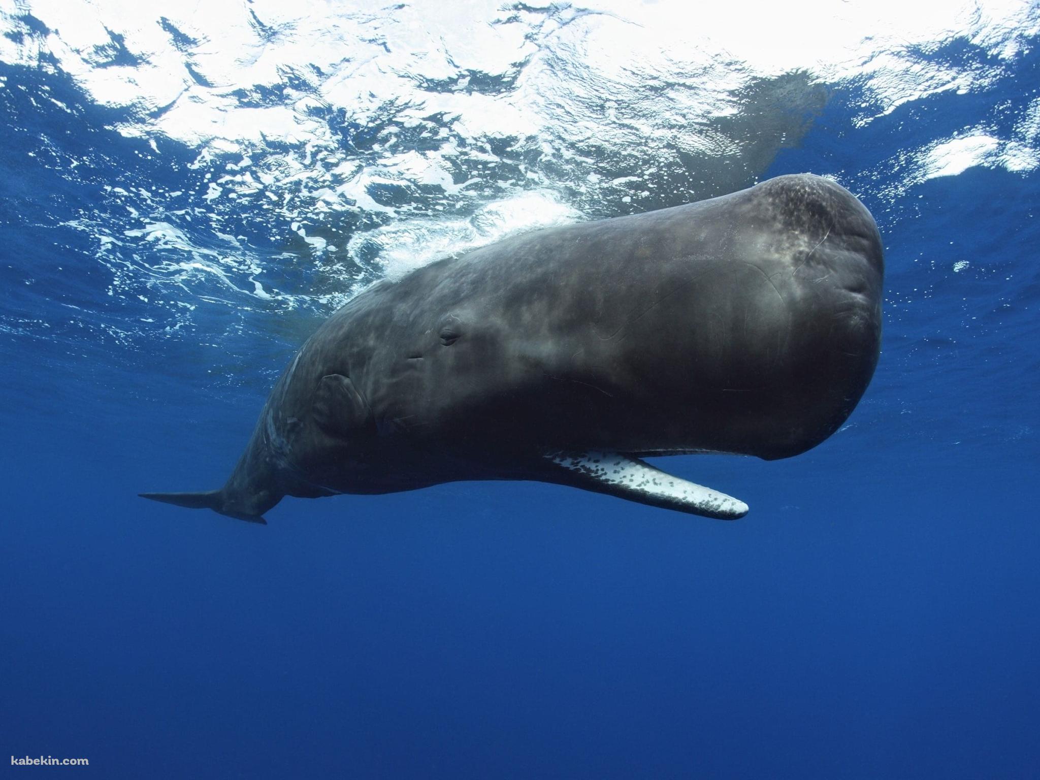 マッコウクジラの壁紙(2048px x 1536px) 高画質 PC・デスクトップ用