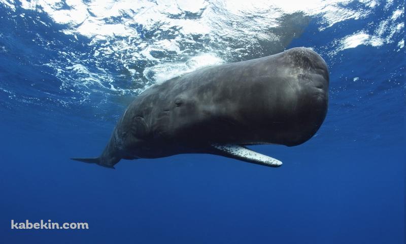 マッコウクジラの壁紙(800px x 480px) 高画質 PC・デスクトップ用