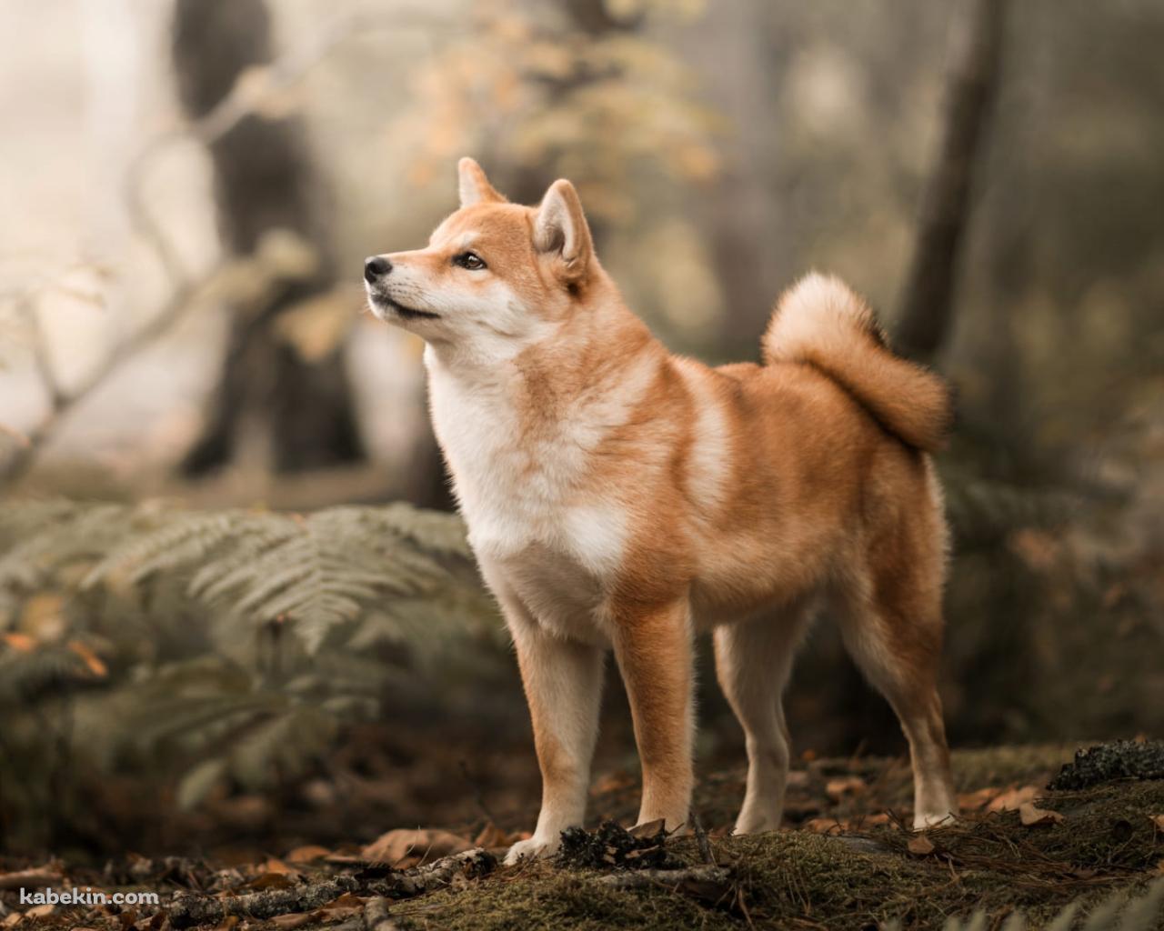 森の中で佇む柴犬の壁紙(1280px x 1024px) 高画質 PC・デスクトップ用