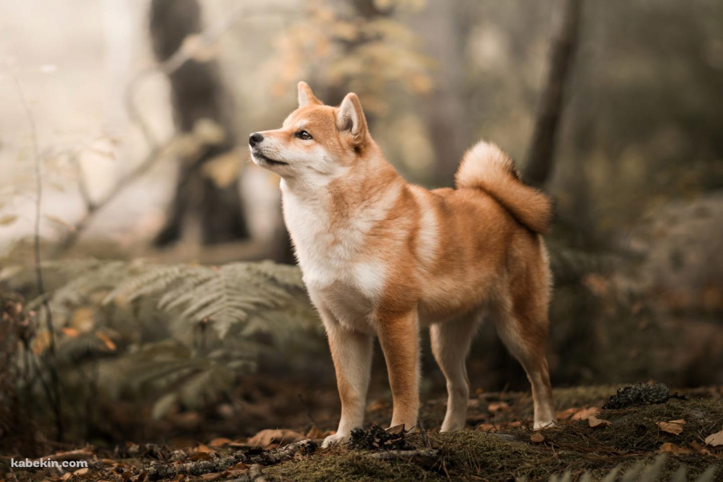 森の中で佇む柴犬の壁紙(1440px x 960px) 高画質 PC・デスクトップ用