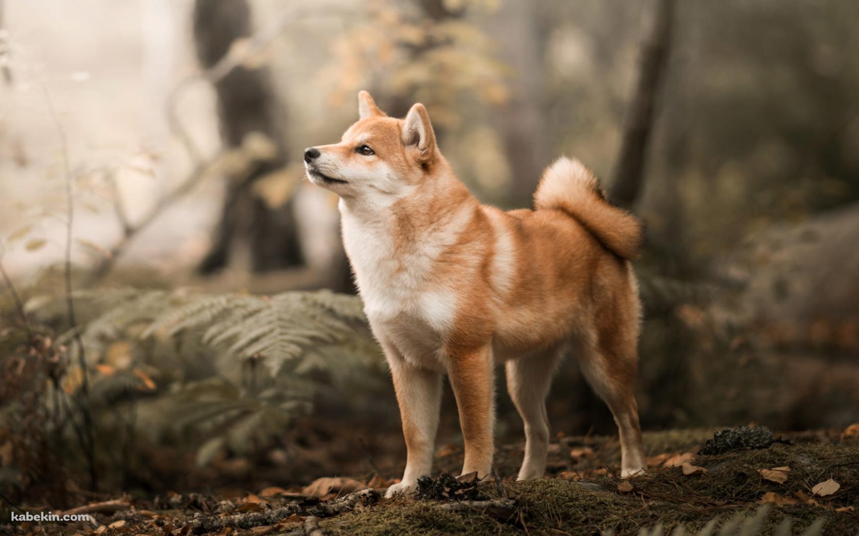 森の中で佇む柴犬の壁紙(1680px x 1050px) 高画質 PC・デスクトップ用