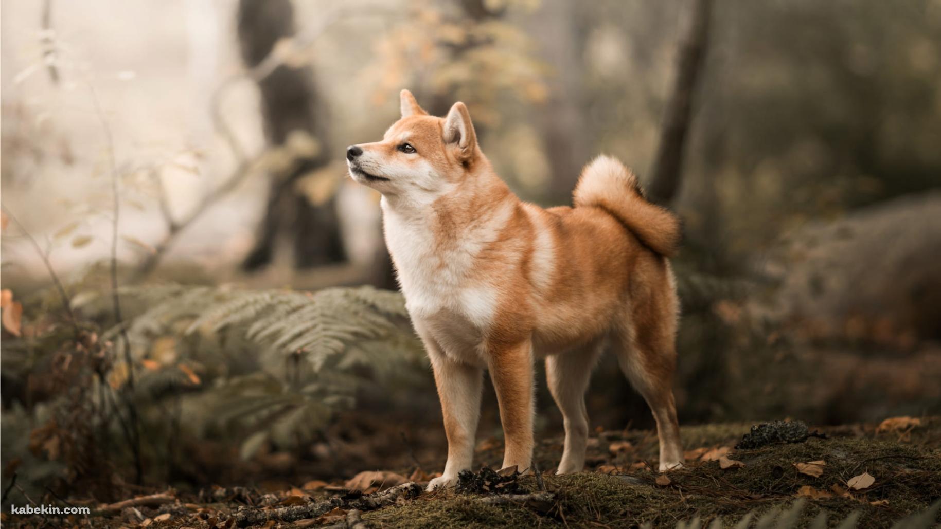 森の中で佇む柴犬の壁紙(1829px x 1029px) 高画質 PC・デスクトップ用