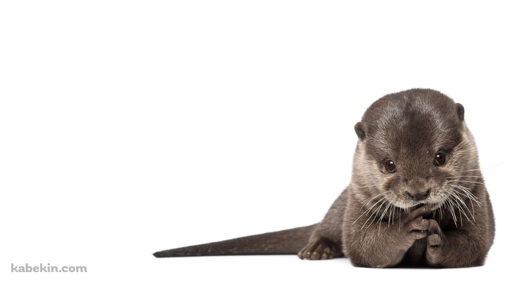 カワウソの壁紙(1024px x 576px) 高画質 PC・デスクトップ用