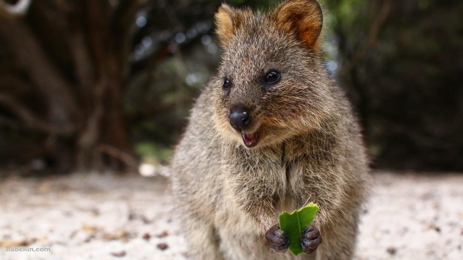 クアッカワラビーの壁紙(1600px x 900px) 高画質 PC・デスクトップ用
