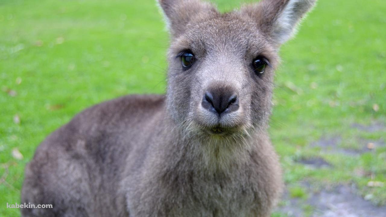 かわいいカンガルーの子供の壁紙(1280px x 720px) 高画質 PC・デスクトップ用