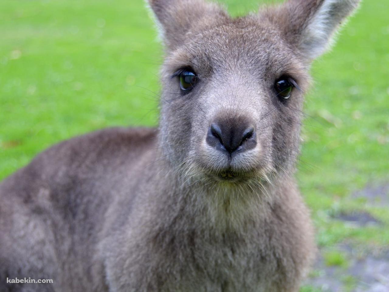 かわいいカンガルーの子供の壁紙(1280px x 960px) 高画質 PC・デスクトップ用
