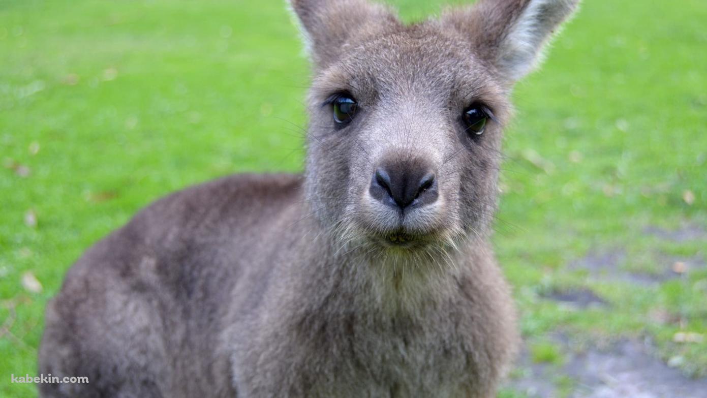 かわいいカンガルーの子供の壁紙(1391px x 783px) 高画質 PC・デスクトップ用
