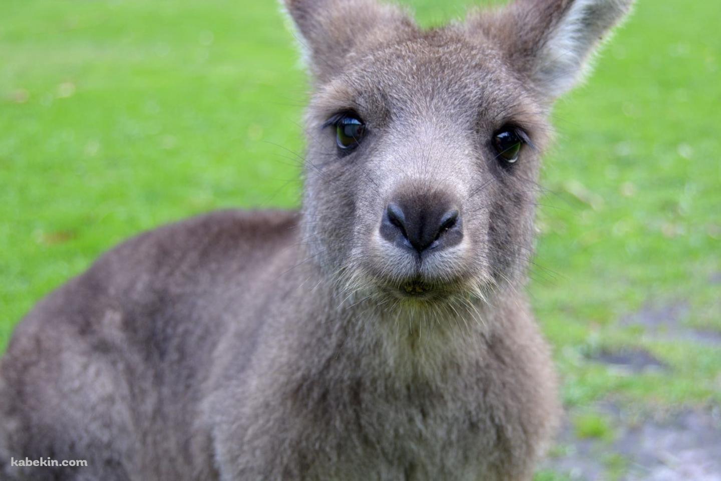 かわいいカンガルーの子供の壁紙(1440px x 960px) 高画質 PC・デスクトップ用