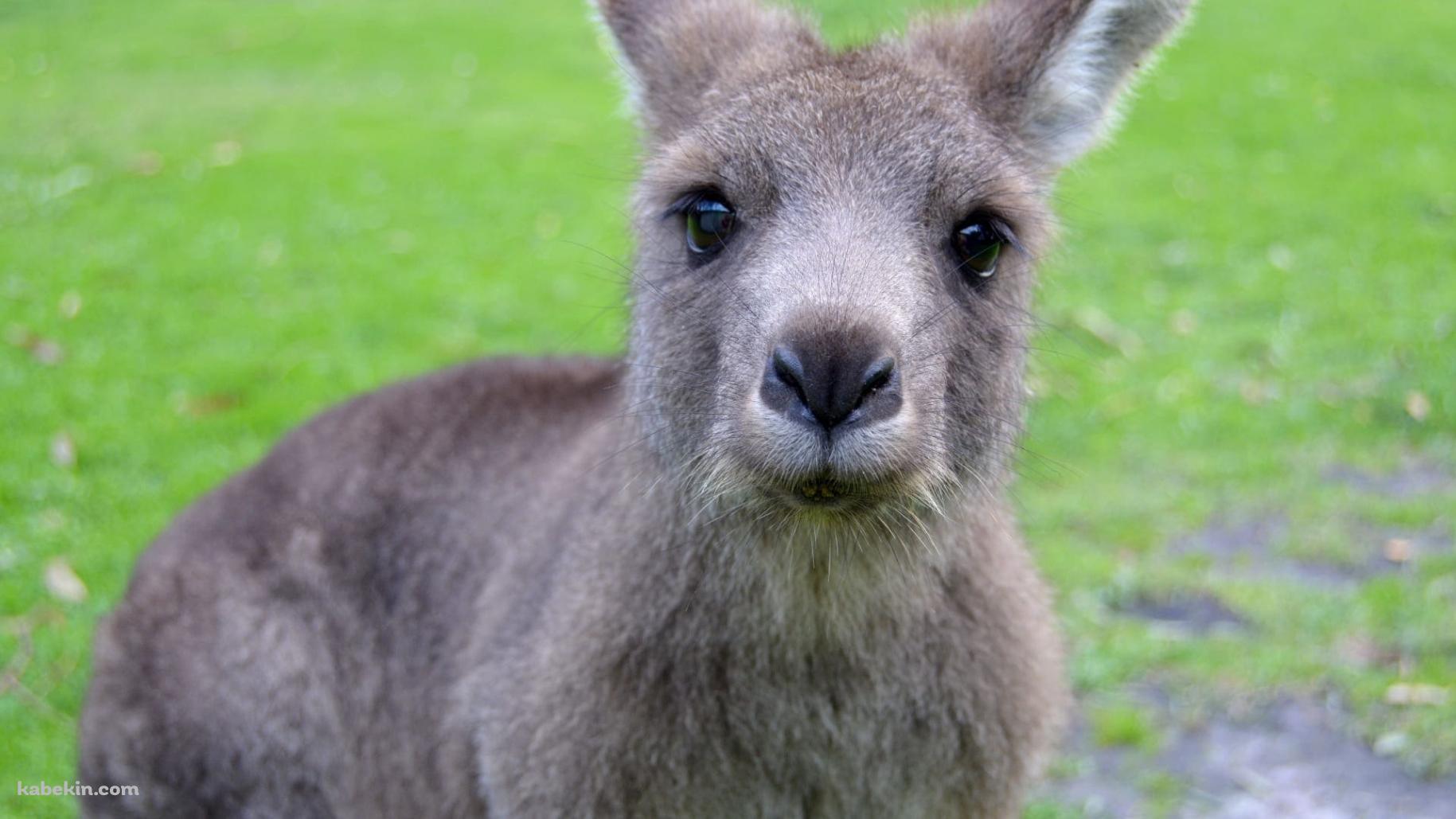 かわいいカンガルーの子供の壁紙(1829px x 1029px) 高画質 PC・デスクトップ用