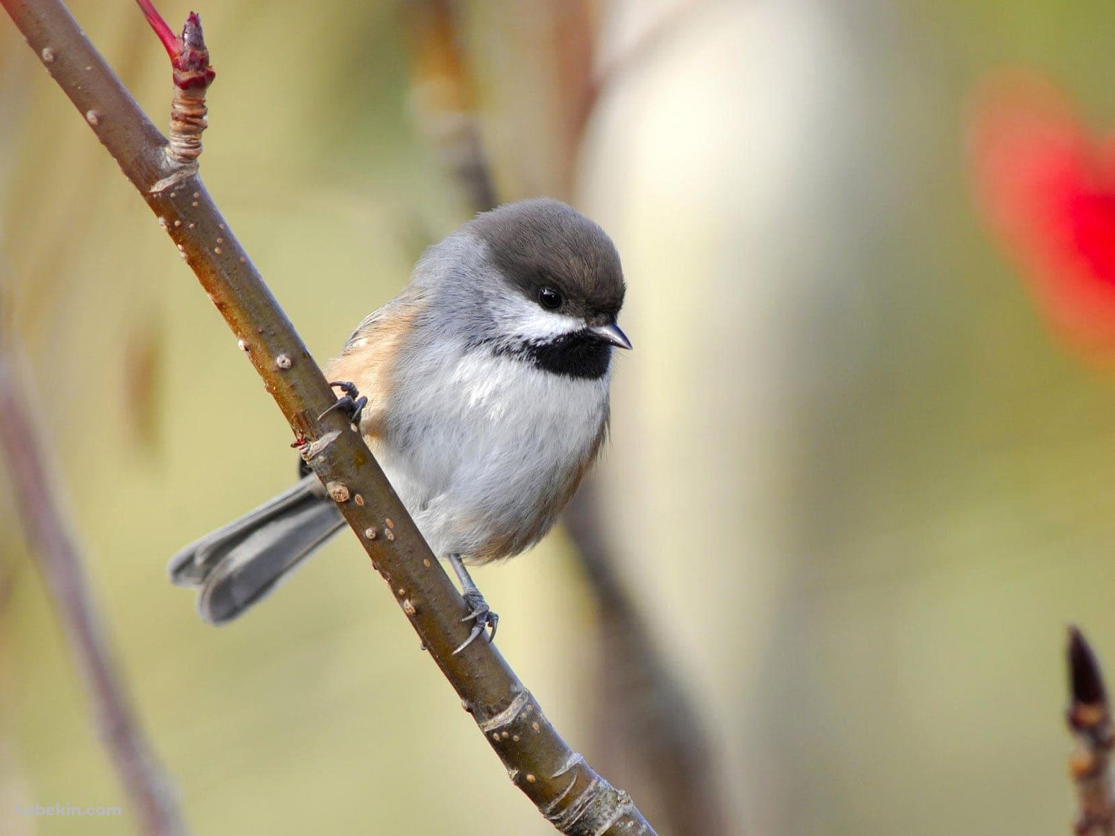 カナダガラの壁紙(1600px x 1200px) 高画質 PC・デスクトップ用