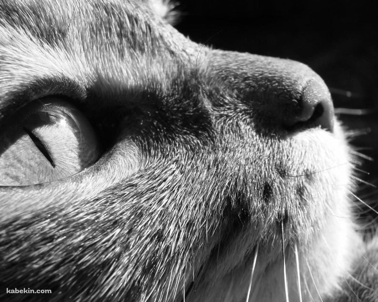 上を見上げる猫 モノクロの壁紙(1280px x 1024px) 高画質 PC・デスクトップ用
