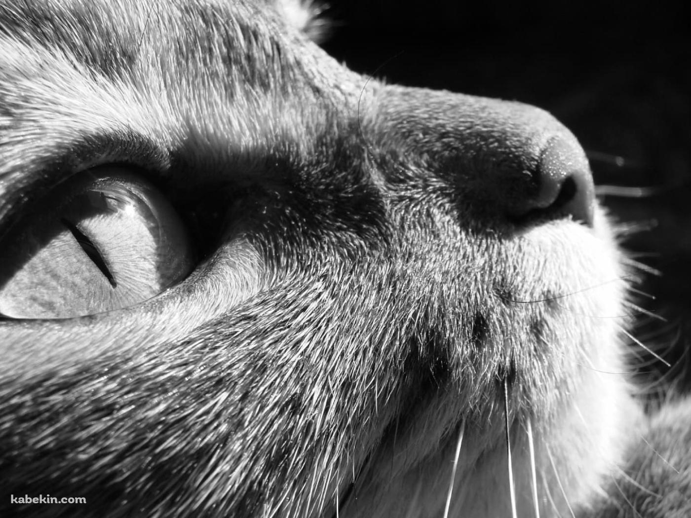 上を見上げる猫 モノクロの壁紙(1400px x 1050px) 高画質 PC・デスクトップ用